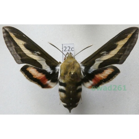 Hyles gallii (Rottemburg, 1775) Czech 68mm22c